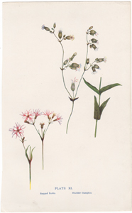 Ragged Robin, Bladder Campion